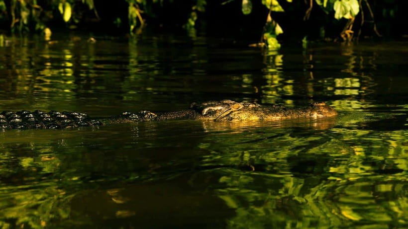 Sandakan: 2 Days 1 Night Bilit, Kinabatangan River Wildlife - Why the Kinabatangan River feels different from a zoo visit