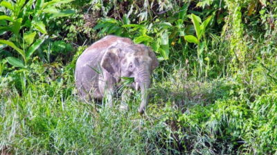 2 Days 1 Night Bilit, Kinabatangan River Wildlife