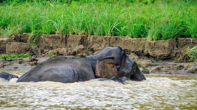Sandakan: 2 Days 1 Night Bilit, Kinabatangan River Wildlife - Wildlife viewing rules that help you see more (and do less harm)