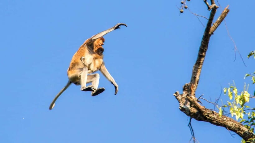Sandakan: 2 Days 1 Night Bilit, Kinabatangan River Wildlife - Who this Bilit and Kinabatangan tour suits best
