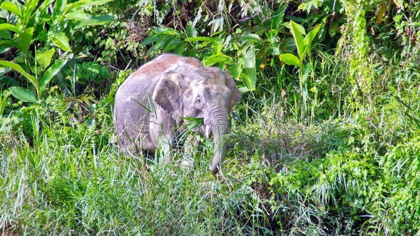 Sandakan: 2 Days 1 Night Bilit, Kinabatangan River Wildlife - The Sandakan pickup and the Sepilok lunch stop that shapes your day