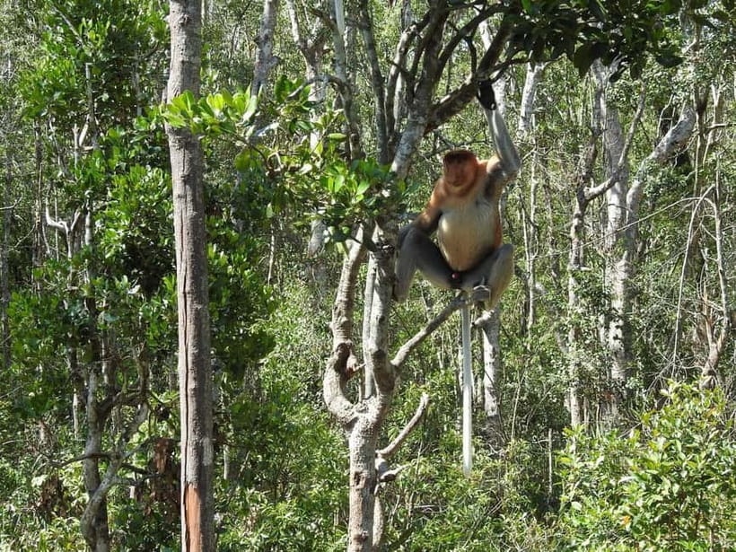 Sandakan: Kinabatangan River Wildlife Cruise with Lunch - Bilit Primates and Hornbills: Where Your Guide’s Spotting Skills Matter