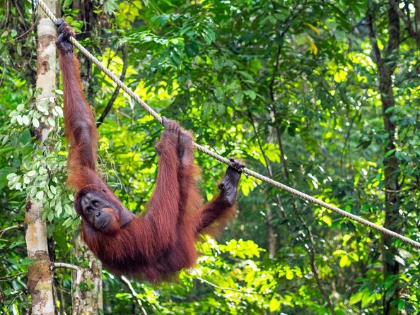 Semenggoh Orangutan Centre from Kuching - Key things you’ll notice
