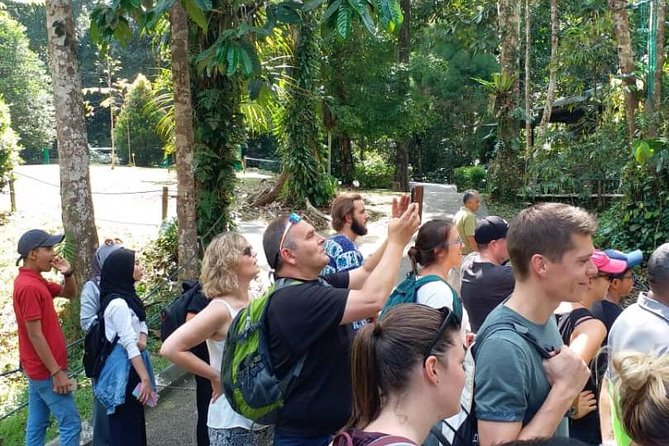Semenggoh Orangutan Centre from Kuching - Rainforest walk: small effort, big payoff