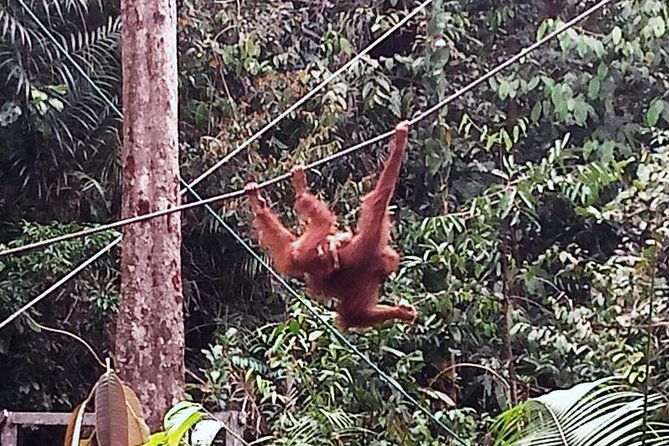 Semenggoh Orangutan Centre from Kuching - Who should book this Semenggoh half-day, and who might want to plan differently