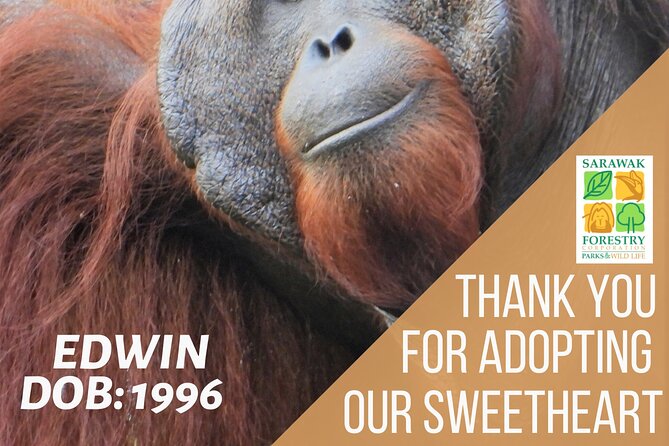 Semenggoh Orangutan Centre from Kuching - Practical tips to make your visit smoother