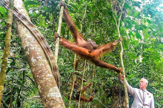 Semenggoh Wildlife Centre Tour: Discover Sarawak’s Orangutans - The forest trails: how your walking time actually works at Semenggoh