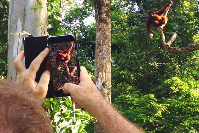 Semenggoh Wildlife Centre Tour: Discover Sarawak’s Orangutans - The scheduled feeding: what you’re really seeing, and how to watch