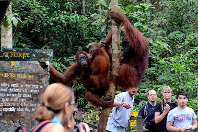 Semenggoh Wildlife Centre Tour: Discover Sarawak’s Orangutans - Guides, English support, and why the driver matters more than you’d think