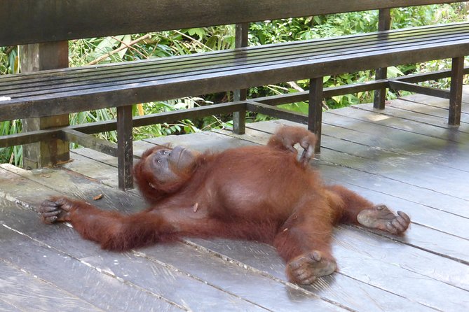 Semenggoh Wildlife Centre Tour: Discover Sarawak’s Orangutans - Who should book this Semenggoh tour, and who might prefer another approach