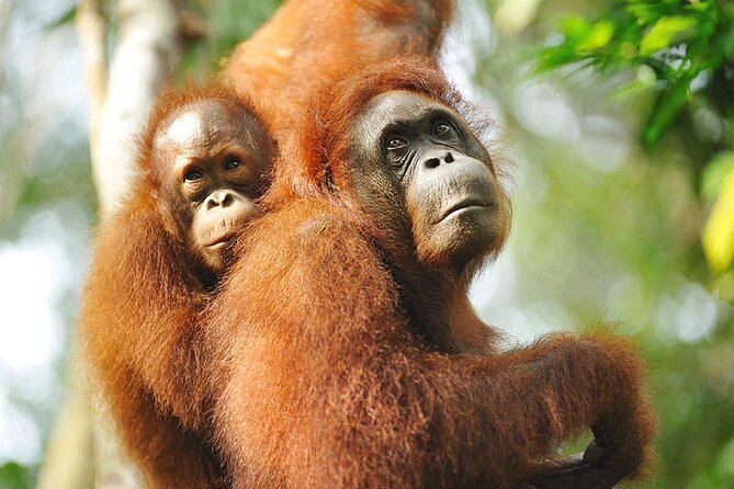Semenggoh Wildlife Centre Tour: Discover Sarawak’s Orangutans - My quick decision guide: book now or reconsider?