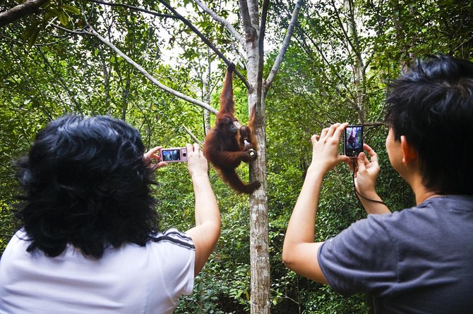 Semenggoh Wildlife Centre Tour: Discover Sarawak’s Orangutans - Pickup, timing, and getting to Sarawak’s orangutan reserve the easy way