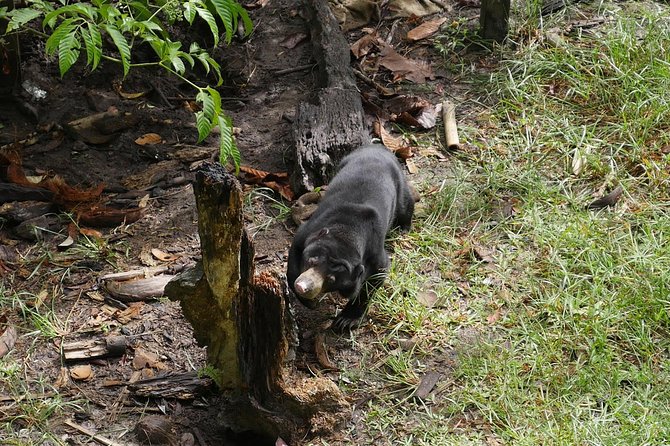 Semenggok Wildlife Centre - Your visit at the centre: what the experience feels like on the ground