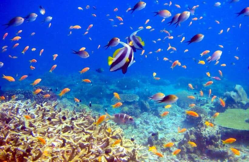 Semporna: Bohey 3 Islands Hike, Snorkel/Dive Tour with Lunch - Practical tips that make your day easier
