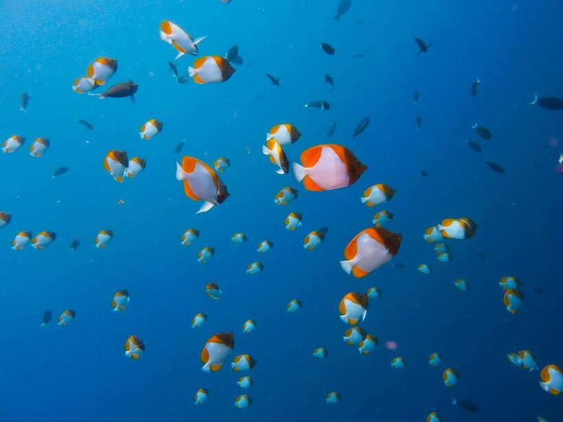Semporna: Bohey 3 Islands Hike, Snorkel/Dive Tour with Lunch - Mantabuan and Sibuan swim stops: snorkeling over history and blue-sand quiet