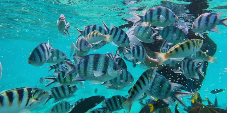 Semporna : Island Hopping Semporna Adventure - FAQ
