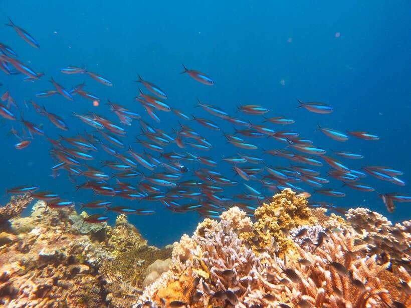 Semporna: Mabul and Kapalai Trip in Snorkel or Dive & Lunch - Safety briefing and your snorkel or DSD session at Mabul