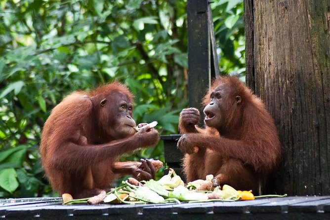 Sepilok Orang Utan, Sun Bear & Sandakan Nature City Tour + Lunch - Key highlights you will actually care about