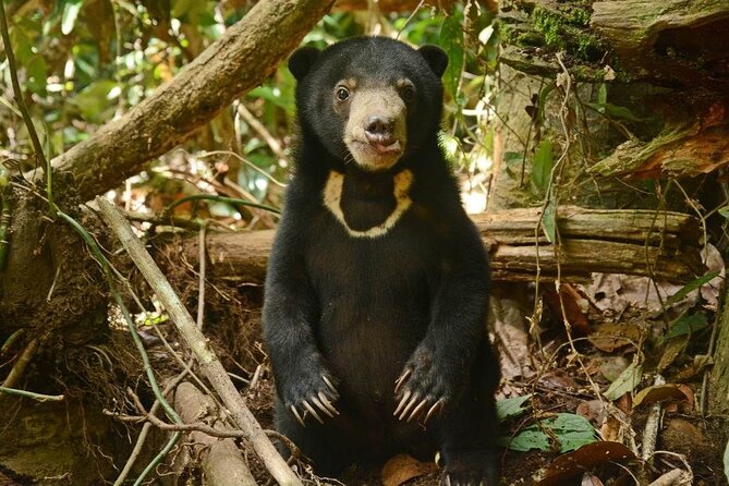 Sepilok Orang Utan, Sun Bear & Sandakan Nature City Tour + Lunch - Price and logistics: is $298.80 good value?