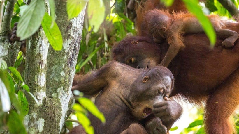 Sepilok Orangutan & Sun Bear Half-Day Tour | Sandakan - Key things I’d bet you’ll enjoy most