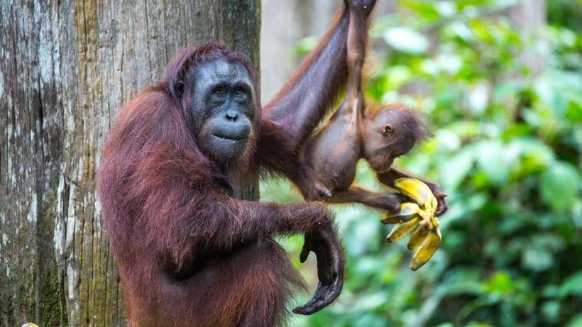 Sepilok Orangutan & Sun Bear Half-Day Tour | Sandakan - Sepilok Orangutan Rehabilitation Centre: Nursery to Feeding Platform