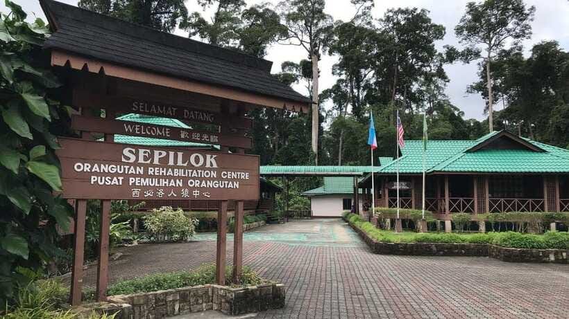 Sepilok Orangutan & Sun Bear Half-Day Tour | Sandakan - Pacing and Timing: What 6 Hours Feels Like
