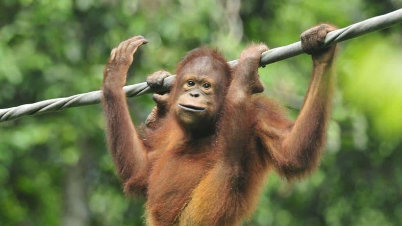 Sepilok Orangutan & Sun Bear Half-Day Tour | Sandakan - Price and Value at $169 per Person