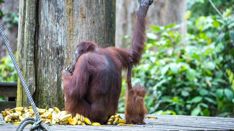 Sepilok Orangutan & Sun Bear Half-Day Tour | Sandakan - Getting From Sandakan to Sepilok: Short Ride, Smooth Start