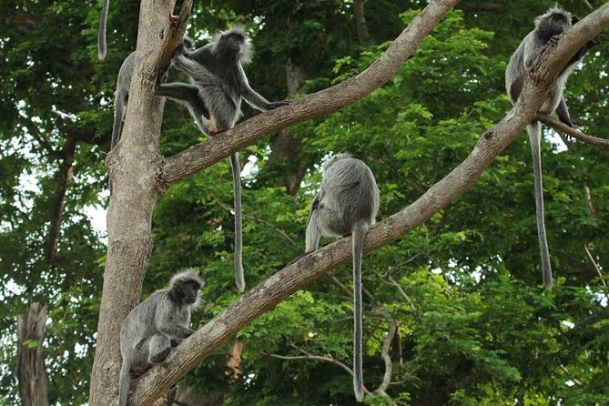 Silver Leaf Monkeys and Firefly Tour with Boat Ride and Seafood Dinner - A 4:00 pm wildlife sprint with air-conditioned comfort