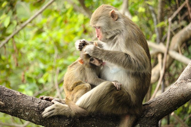 Silver Leaf Monkeys and Firefly Tour with Boat Ride and Seafood Dinner - Price and value: what you really get for about $193