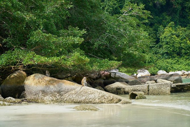 Silver Leaf Monkeys and Firefly Tour with Boat Ride and Seafood Dinner - Who this tour is for, and who should think twice