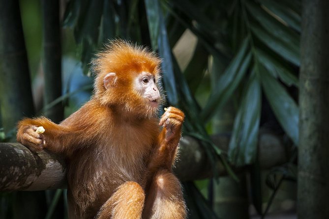 Silver Leaf Monkeys and Firefly Tour with Boat Ride and Seafood Dinner - Kota Melawati in Kuala Selangor: colonial buildings, butterflies, and animal spotting