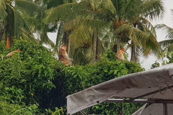 Sky-Mirror Photographing and Proboscis Monkey & Fireflies Watching River-Cruise - Price and Logistics: What $81 Really Buys (and Where It Can Feel Long)