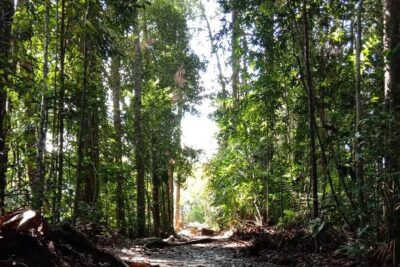 Taman Negara National Park Day Tour (SIC – Join In Tour)
