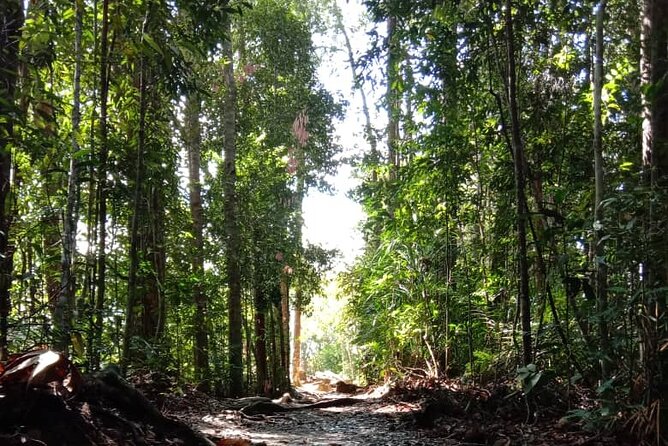 Taman Negara National Park Day Tour (SIC - Join In Tour) - Suspension bridge and canopy time, plus the stairs reality check
